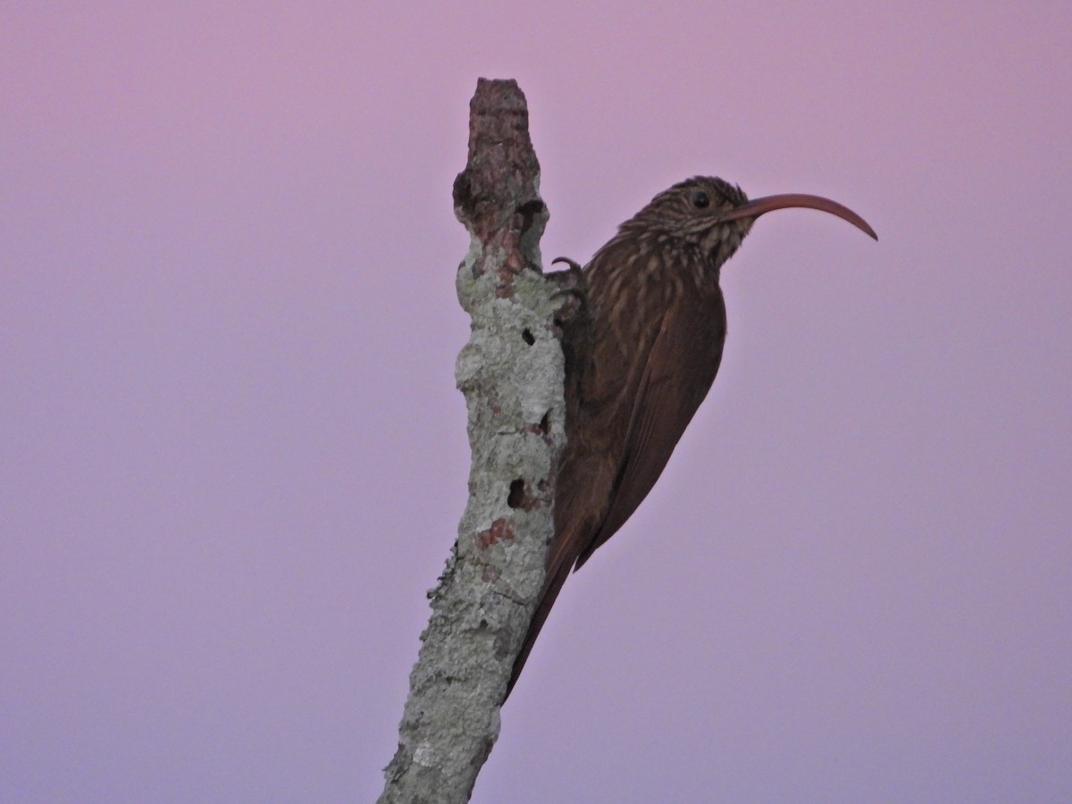 Red-billed Scythebill - ML624273686