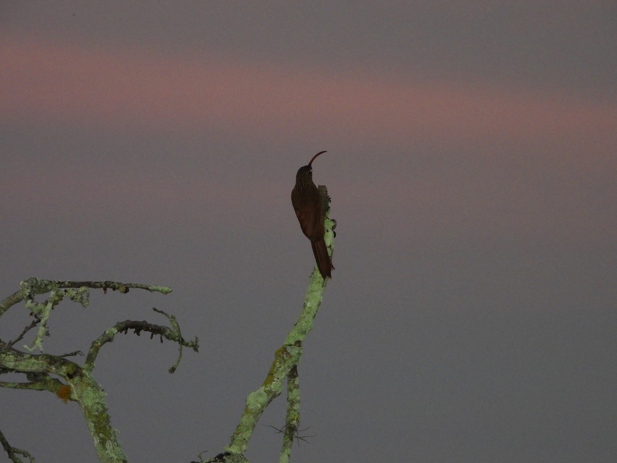 Red-billed Scythebill - ML624273687