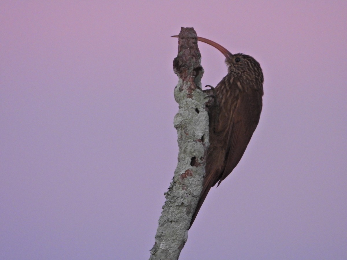 Red-billed Scythebill - ML624273688