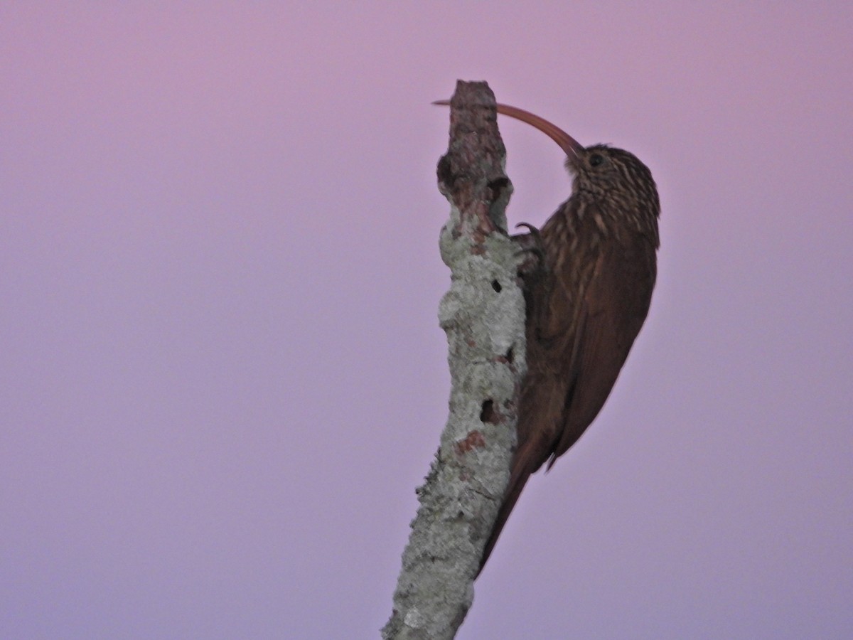 Red-billed Scythebill - ML624273689