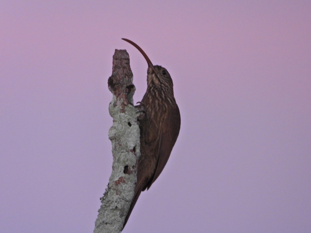 Red-billed Scythebill - ML624273690