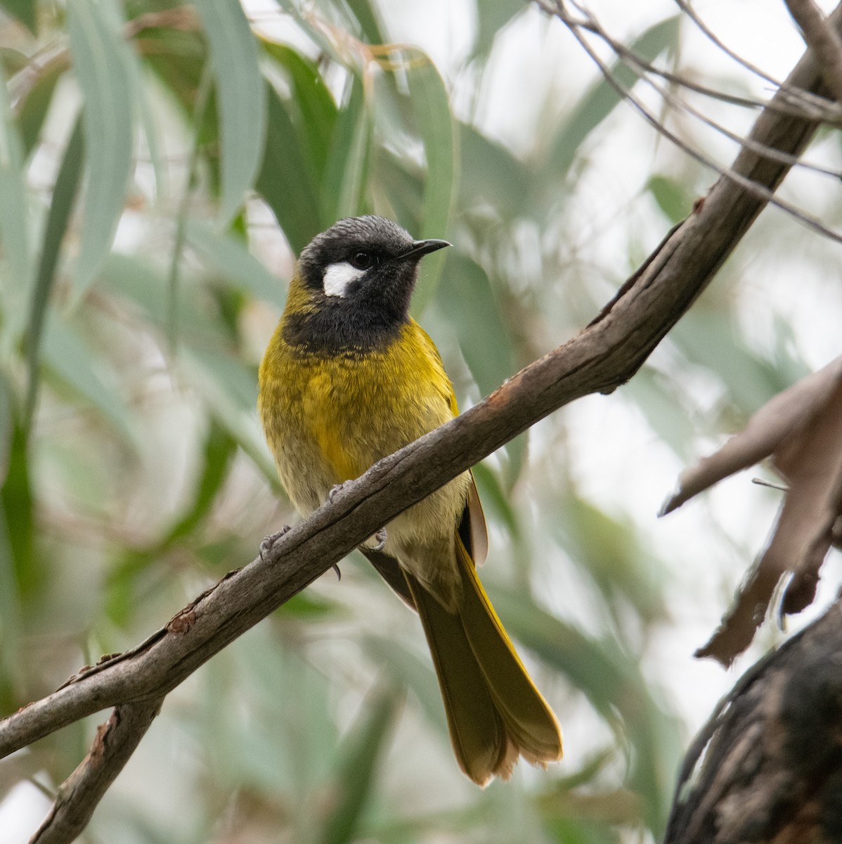 White-eared Honeyeater - ML624273691