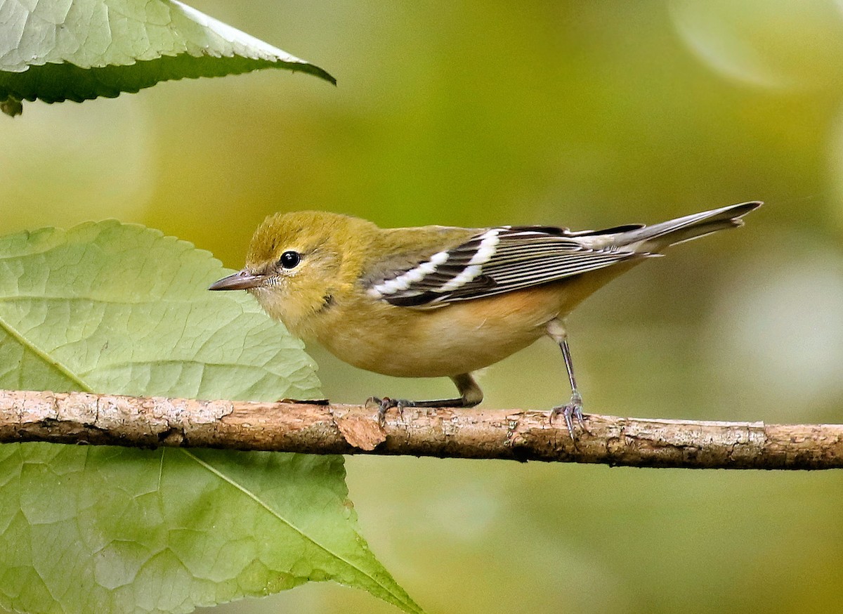 Bay-breasted Warbler - ML624273698