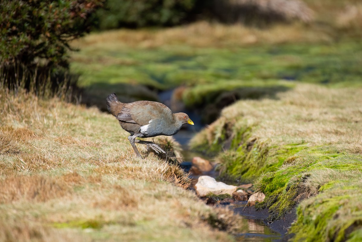 Tasmanian Nativehen - ML624273737