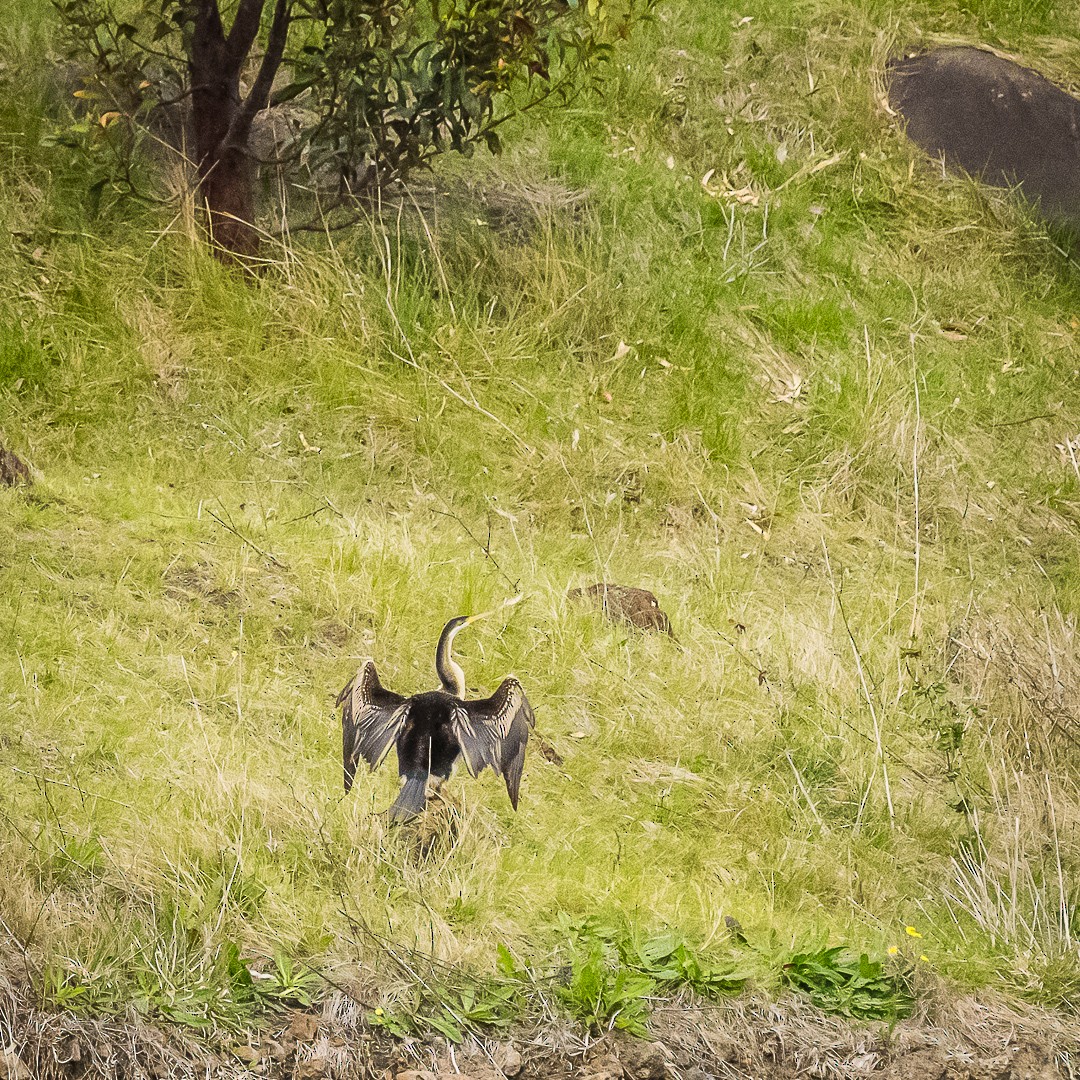 Austral-Schlangenhalsvogel - ML624273839