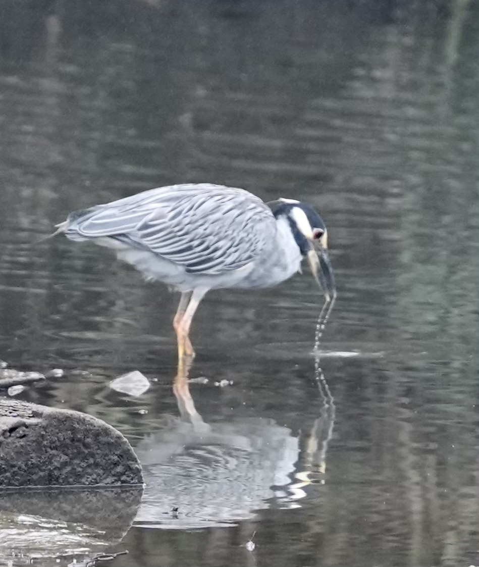 Yellow-crowned Night Heron - ML624273851