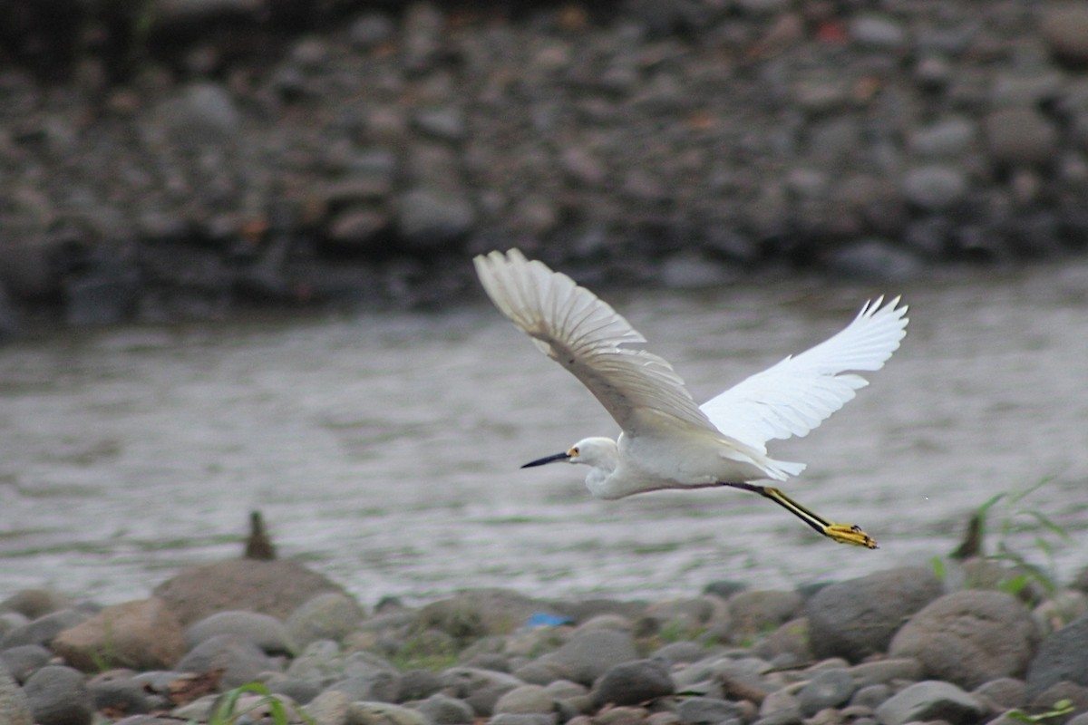 Snowy Egret - ML624273868