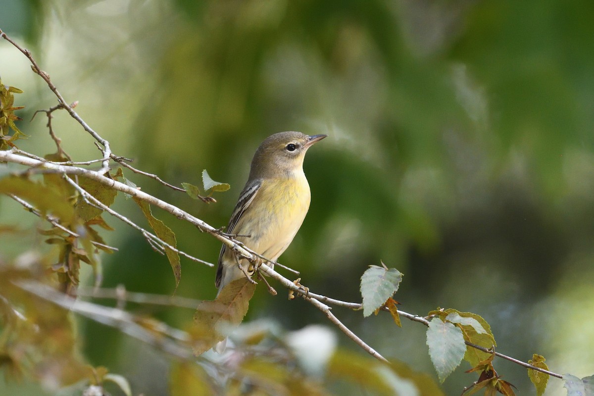 Pine Warbler - ML624273882