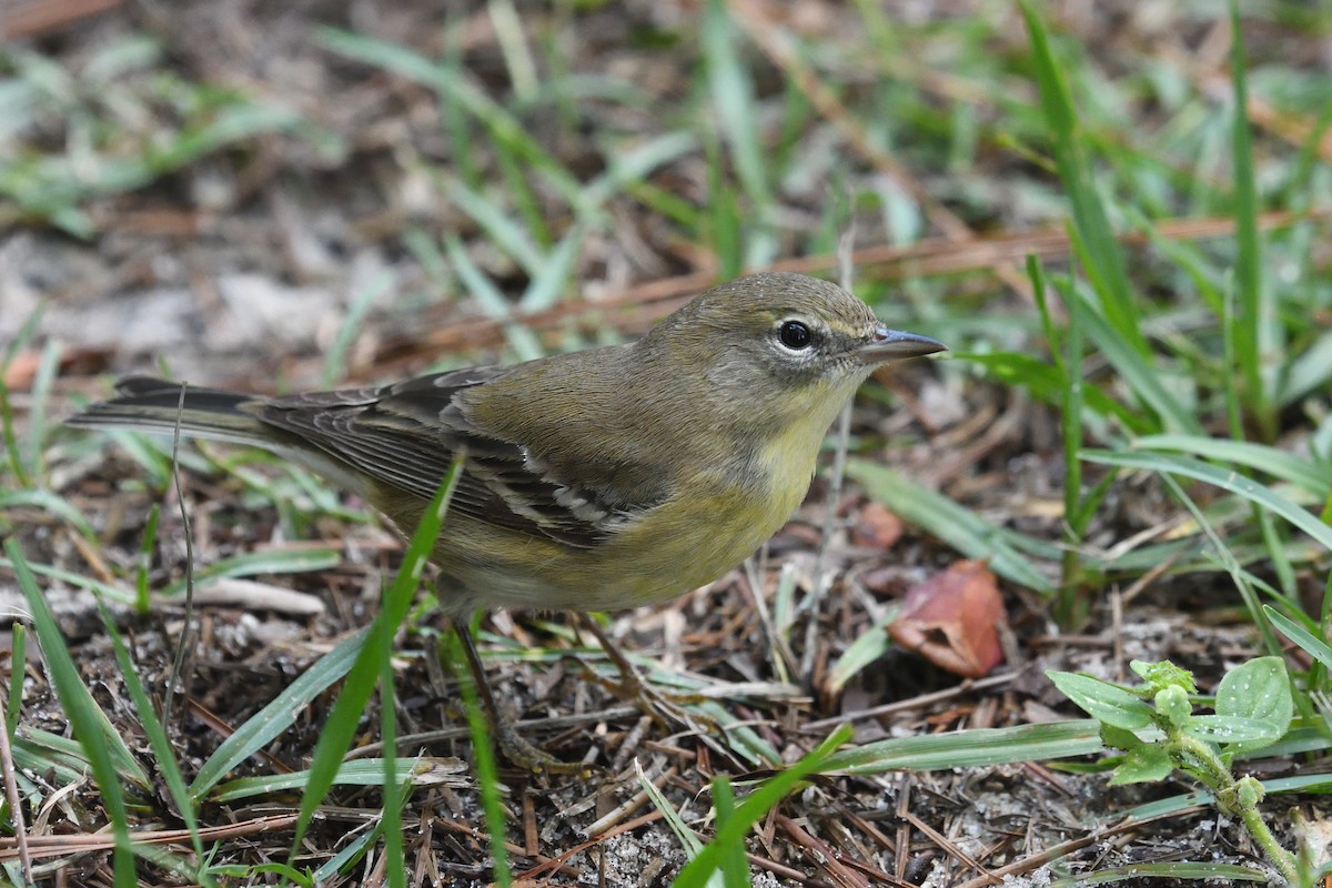 Pine Warbler - ML624273884