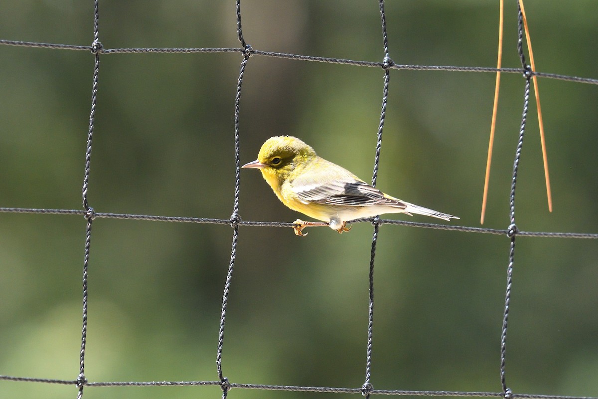 Pine Warbler - ML624273885