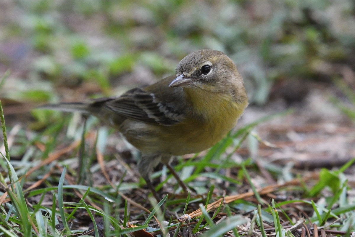Pine Warbler - ML624273886