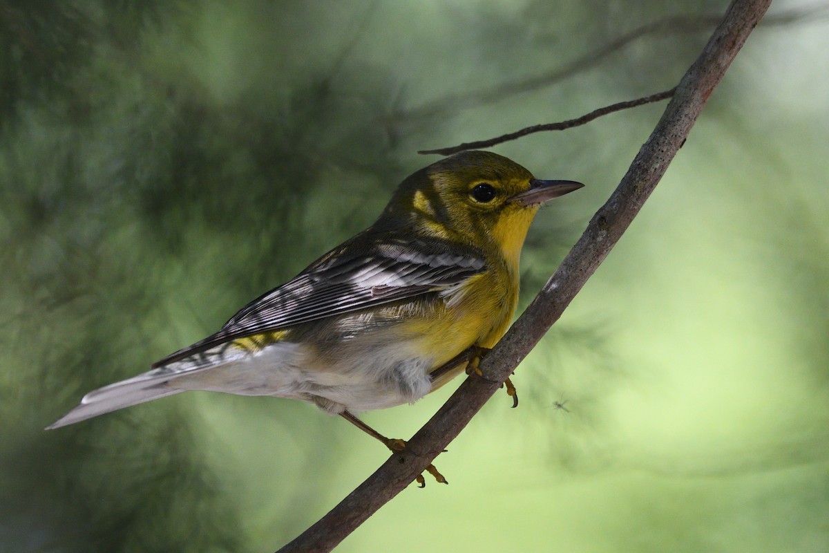 Pine Warbler - ML624273888