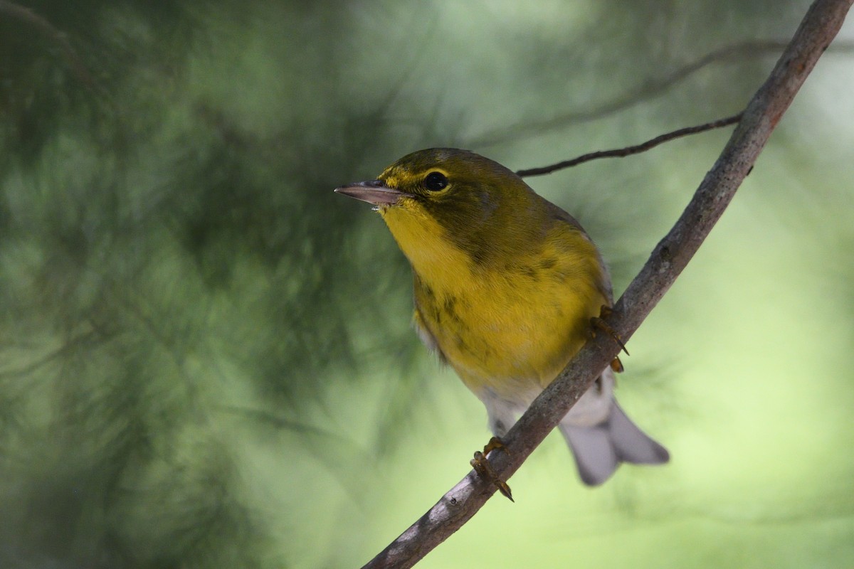 Pine Warbler - ML624273890