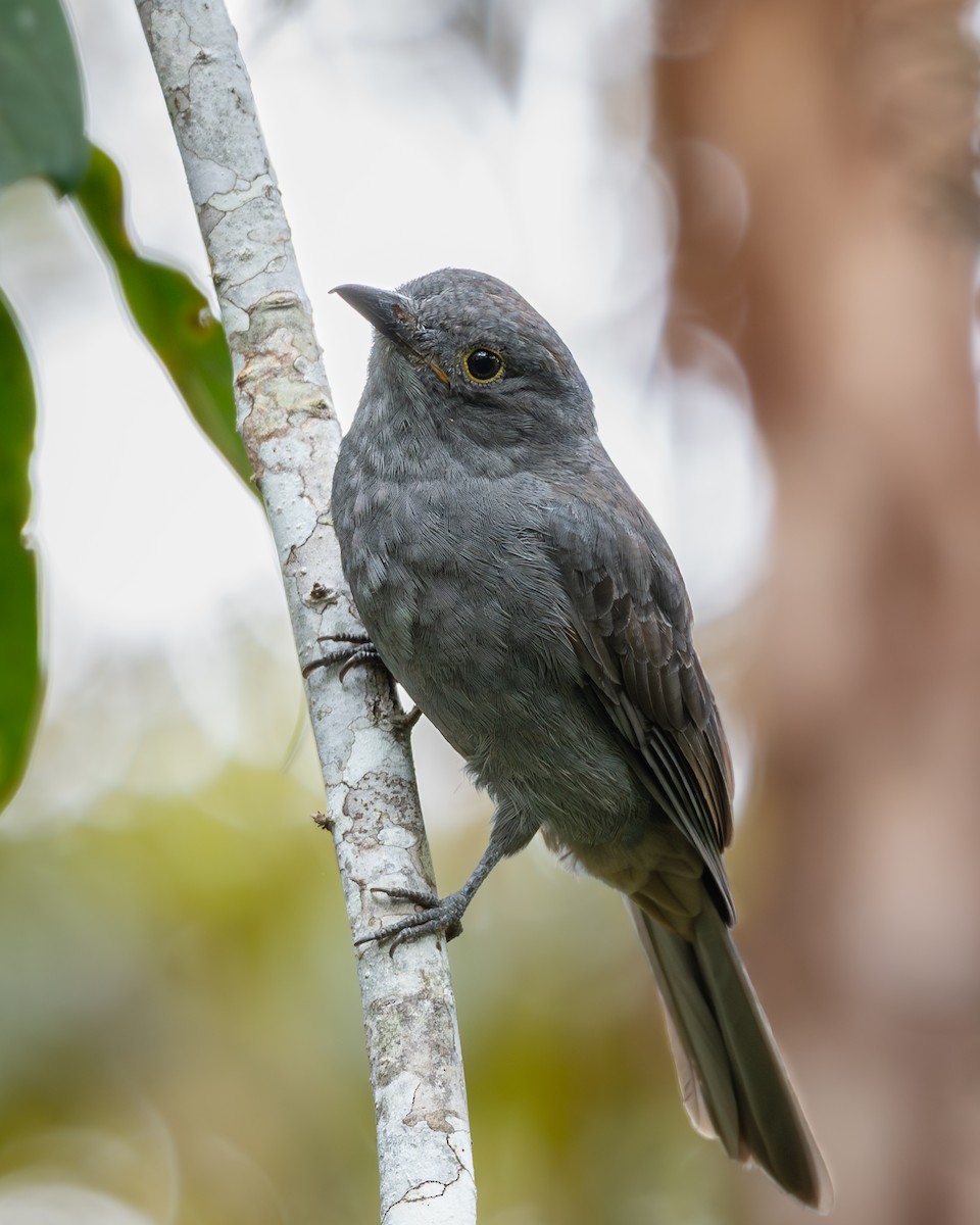 Chestnut-capped Piha - ML624273934