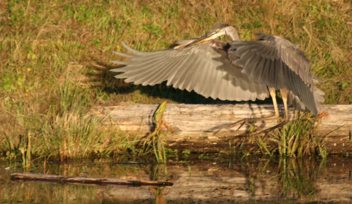 Great Blue Heron - ML624274004