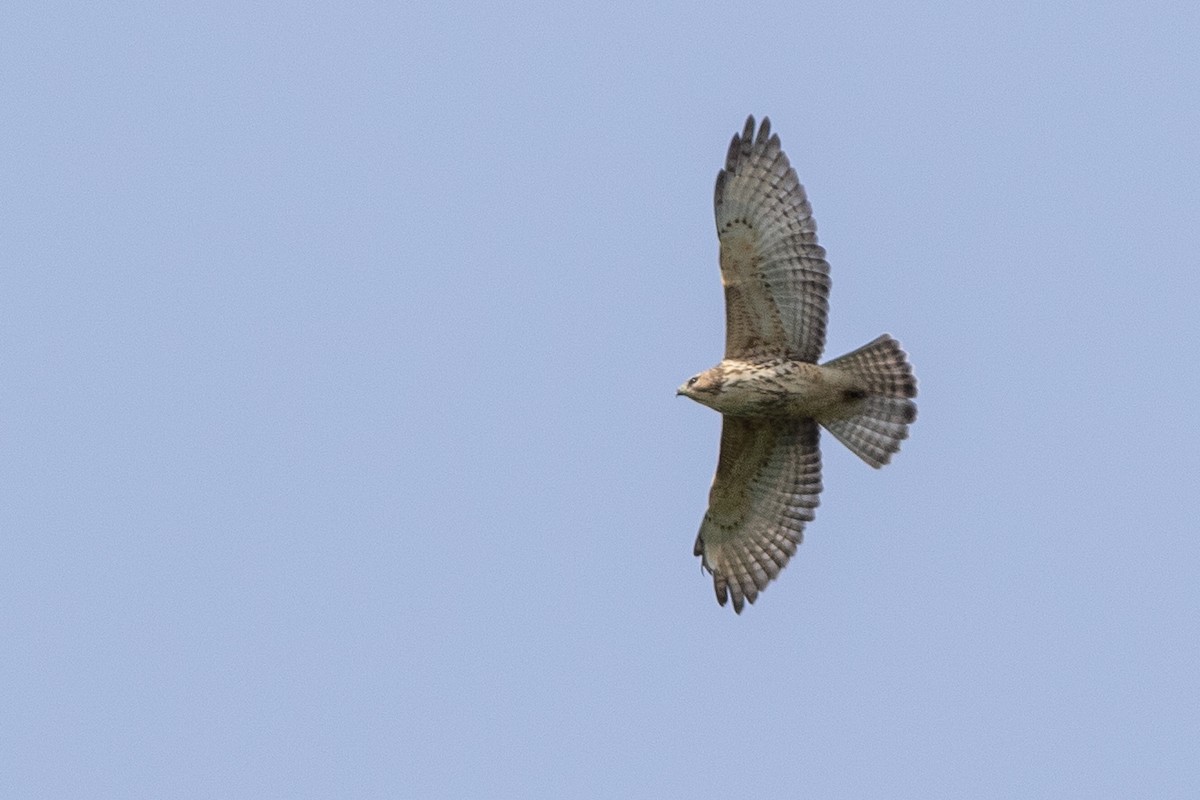 Broad-winged Hawk - ML624274010