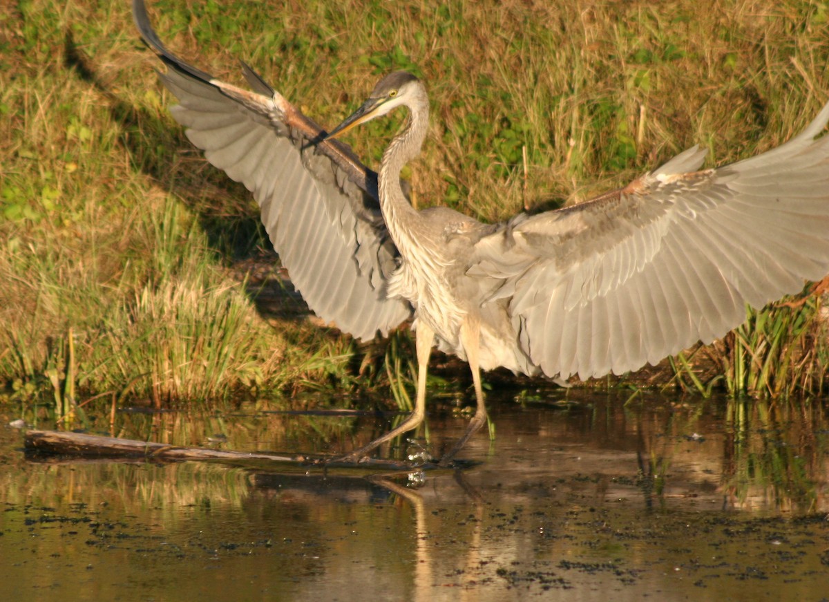 Great Blue Heron - ML624274014