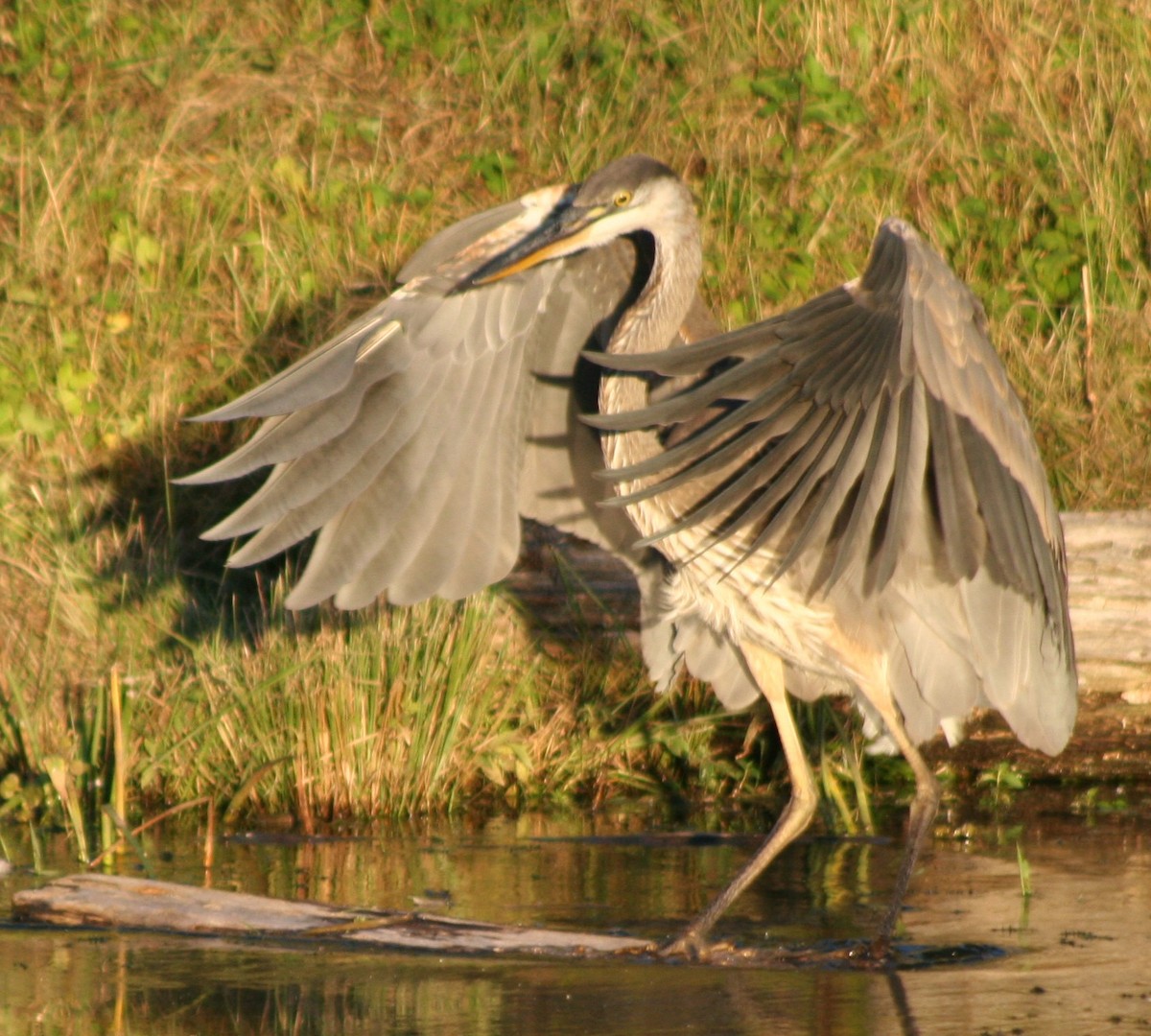 Great Blue Heron - ML624274057