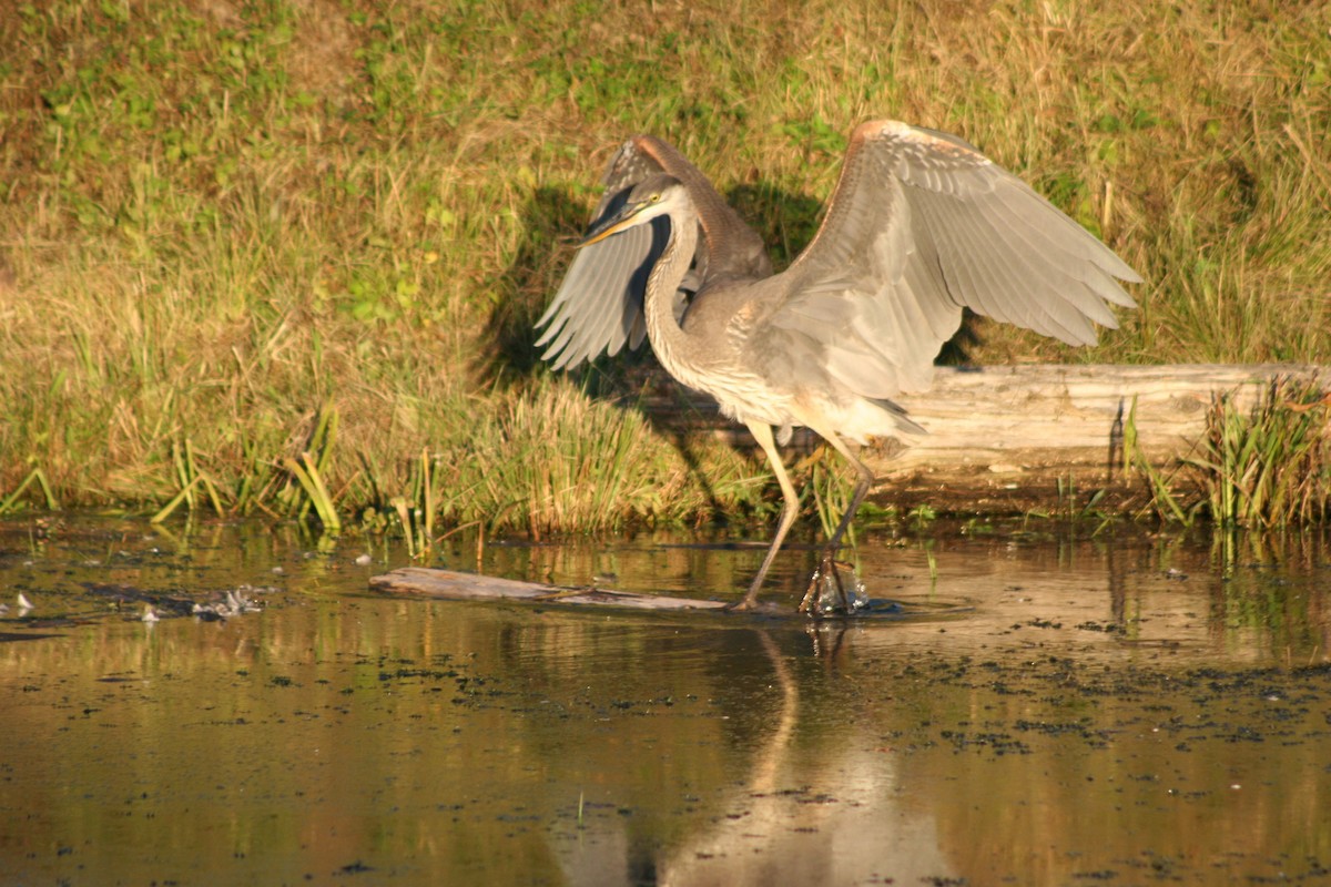 Great Blue Heron - ML624274070