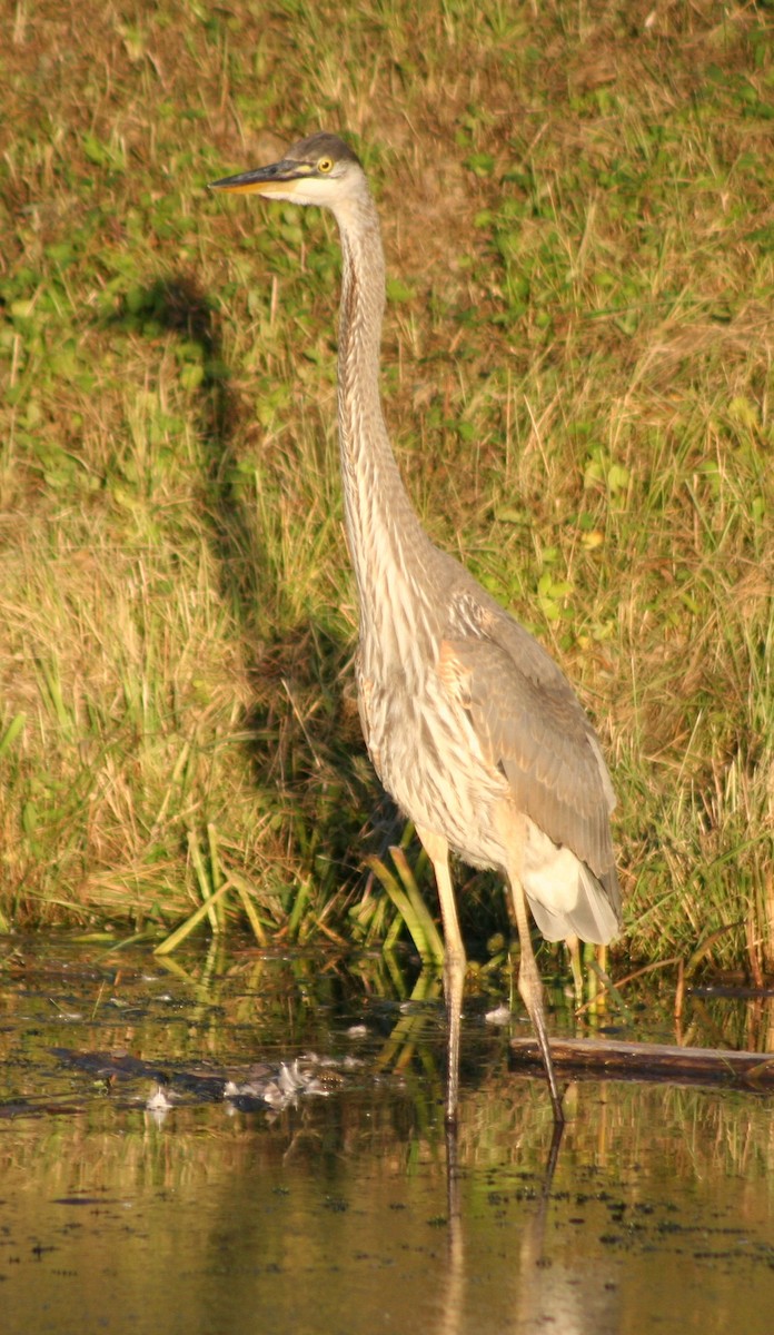 Great Blue Heron - ML624274097