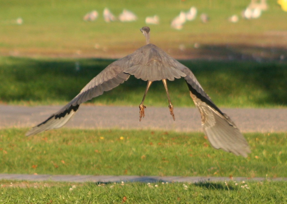 Great Blue Heron - ML624274118