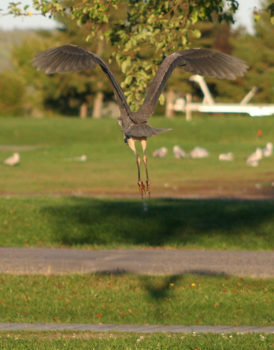 Great Blue Heron - ML624274126