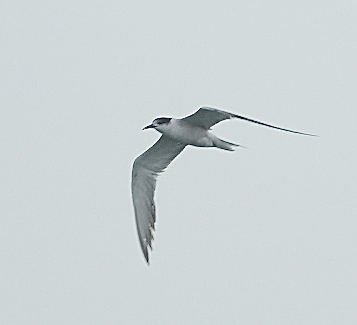 Common Tern - ML624274171