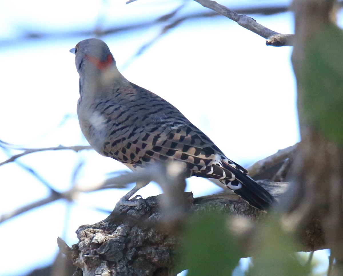 Northern Flicker (Yellow-shafted) - ML624274195