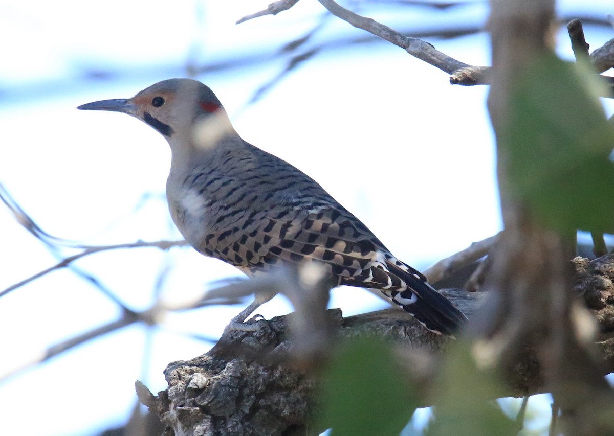 Northern Flicker (Yellow-shafted) - ML624274196