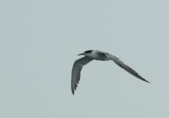Common Tern - ML624274212