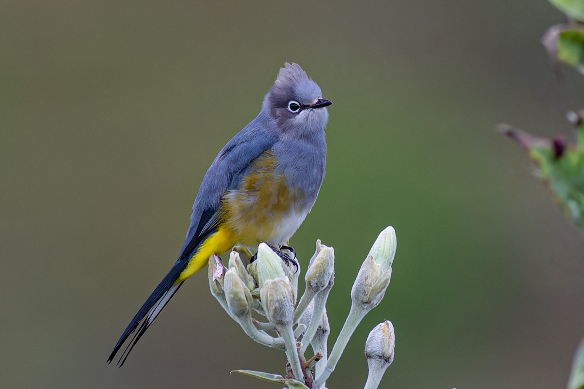 Gray Silky-flycatcher - ML624274247