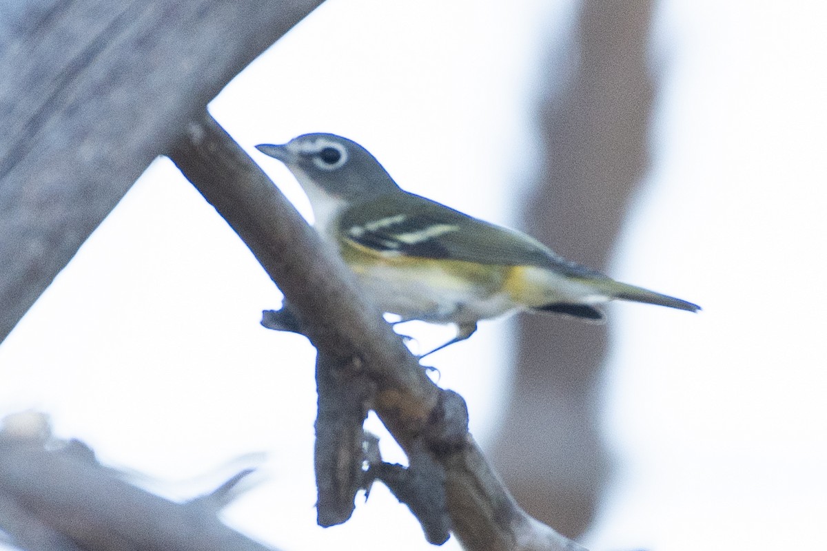 Blue-headed Vireo - ML624274266