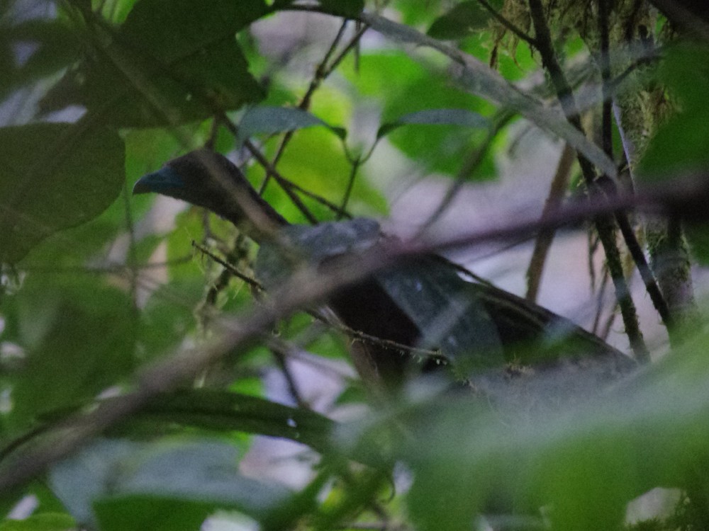 Wattled Guan - Volkov Sergey