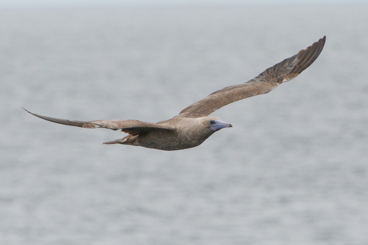 Red-footed Booby - David Jeffrey Ringer