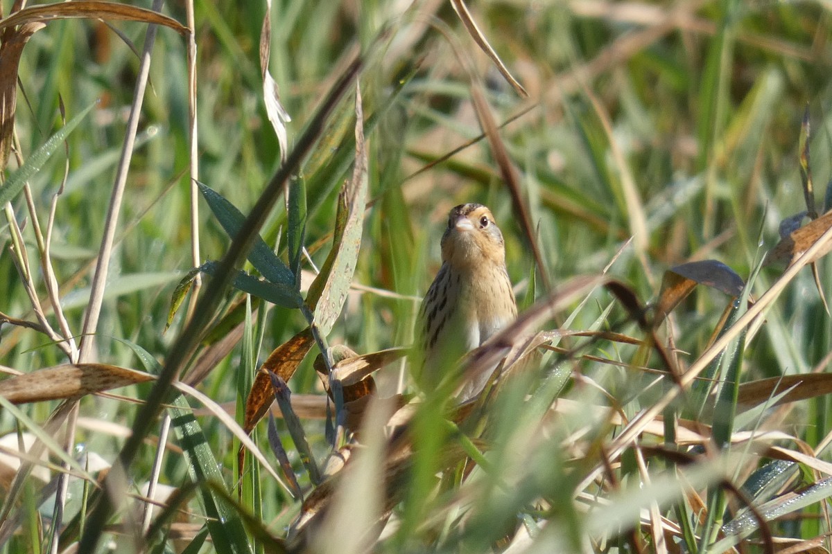 LeConte's Sparrow - ML624274513