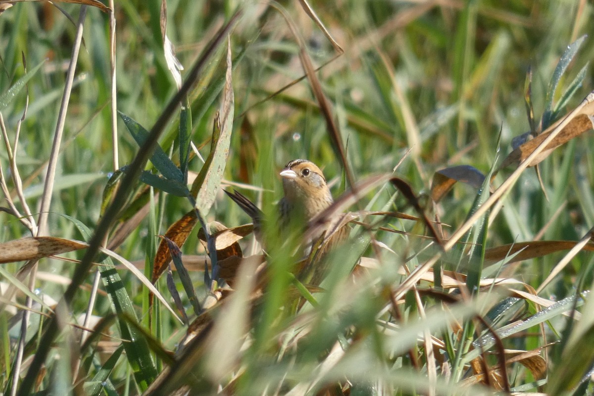 LeConte's Sparrow - ML624274515