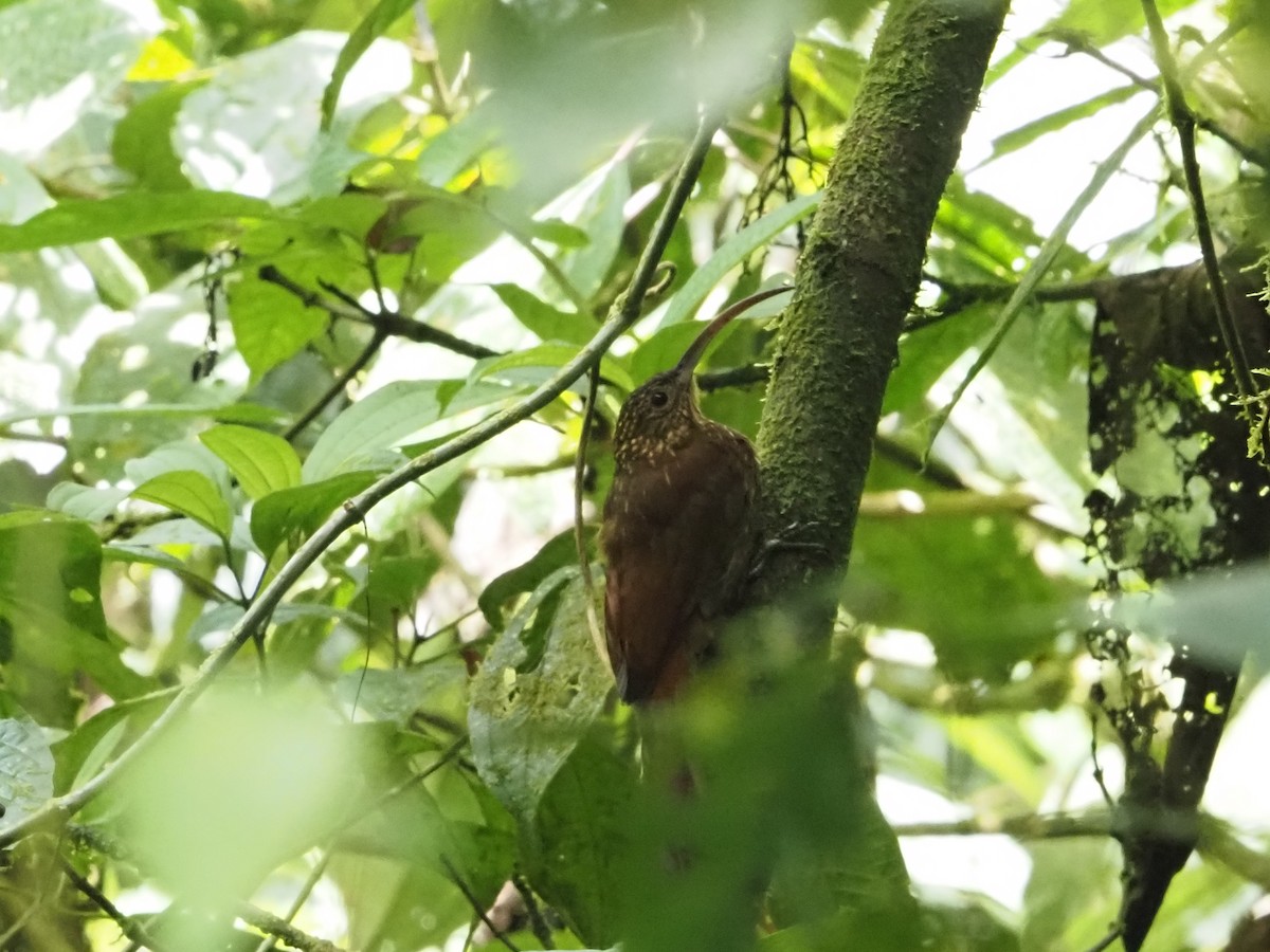 Brown-billed Scythebill - ML624274537