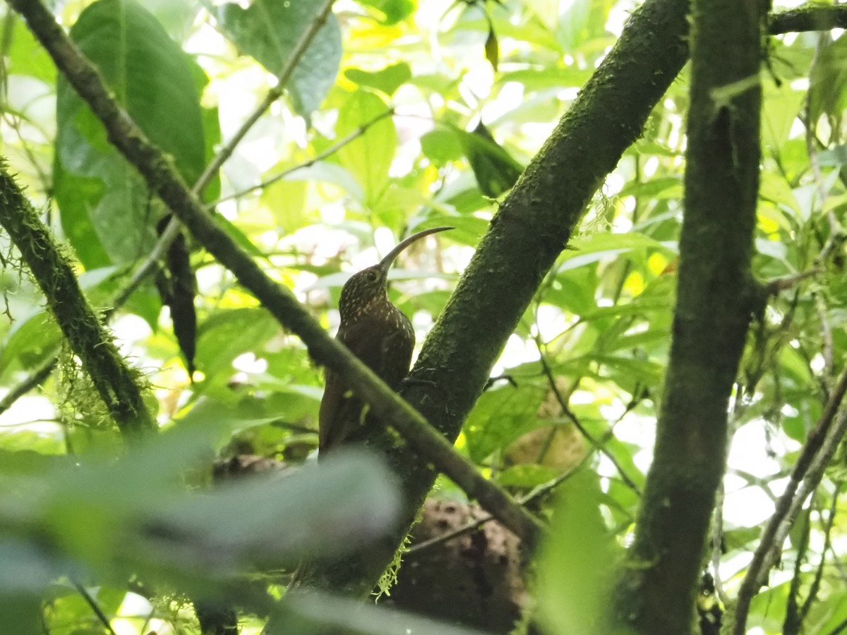 Brown-billed Scythebill - ML624274538