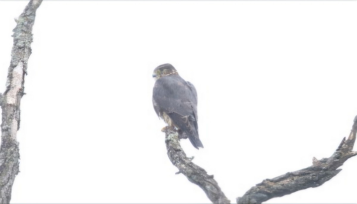 Merlin - ML624274584