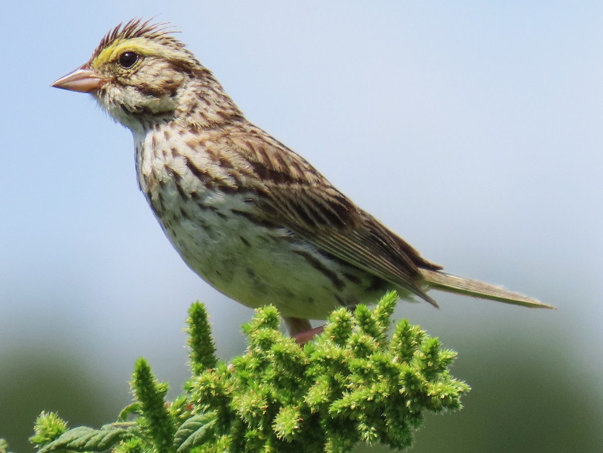 Savannah Sparrow - ML624274590