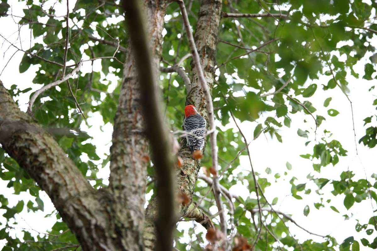 Red-bellied Woodpecker - ML624274591