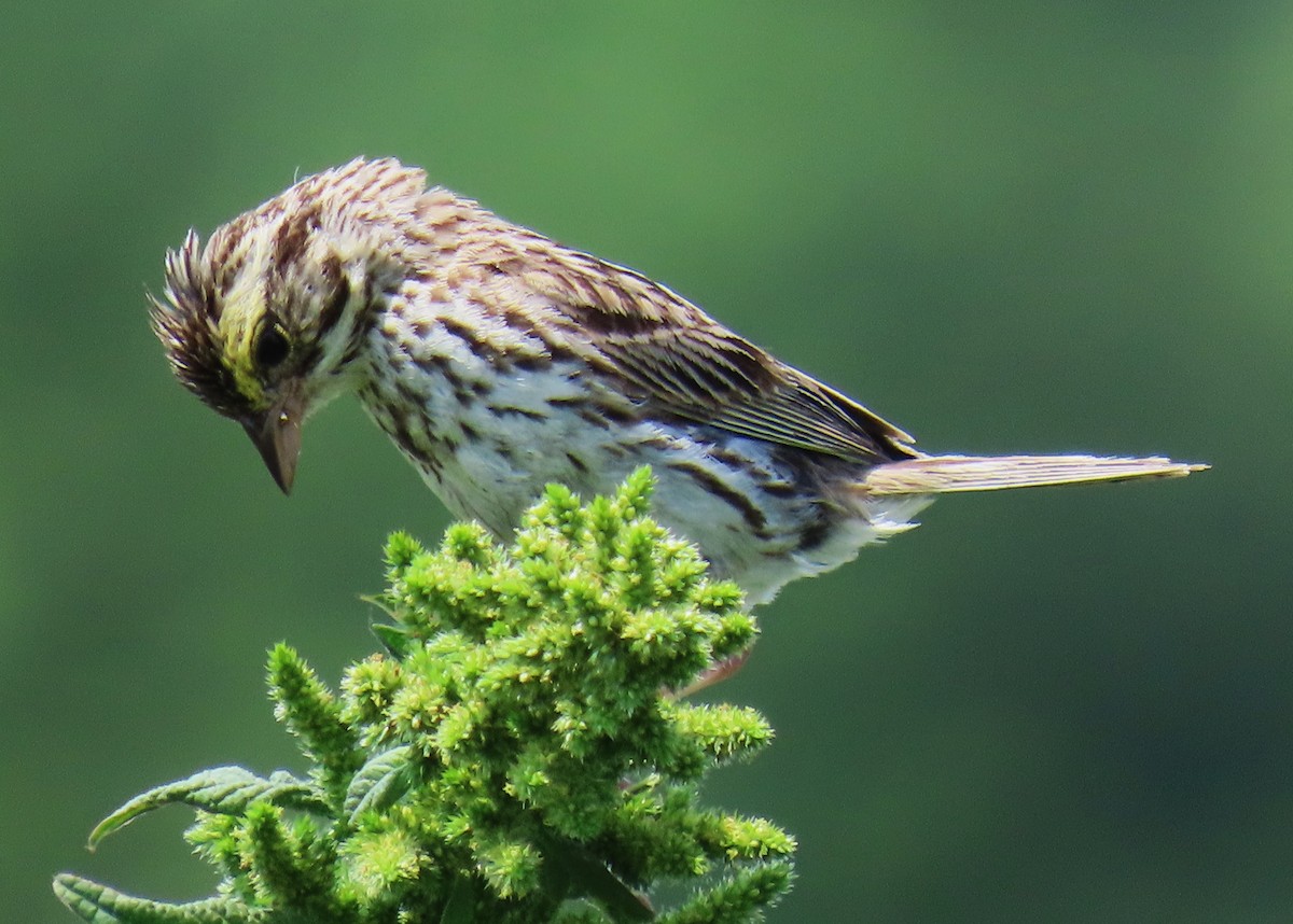 Savannah Sparrow - ML624274596