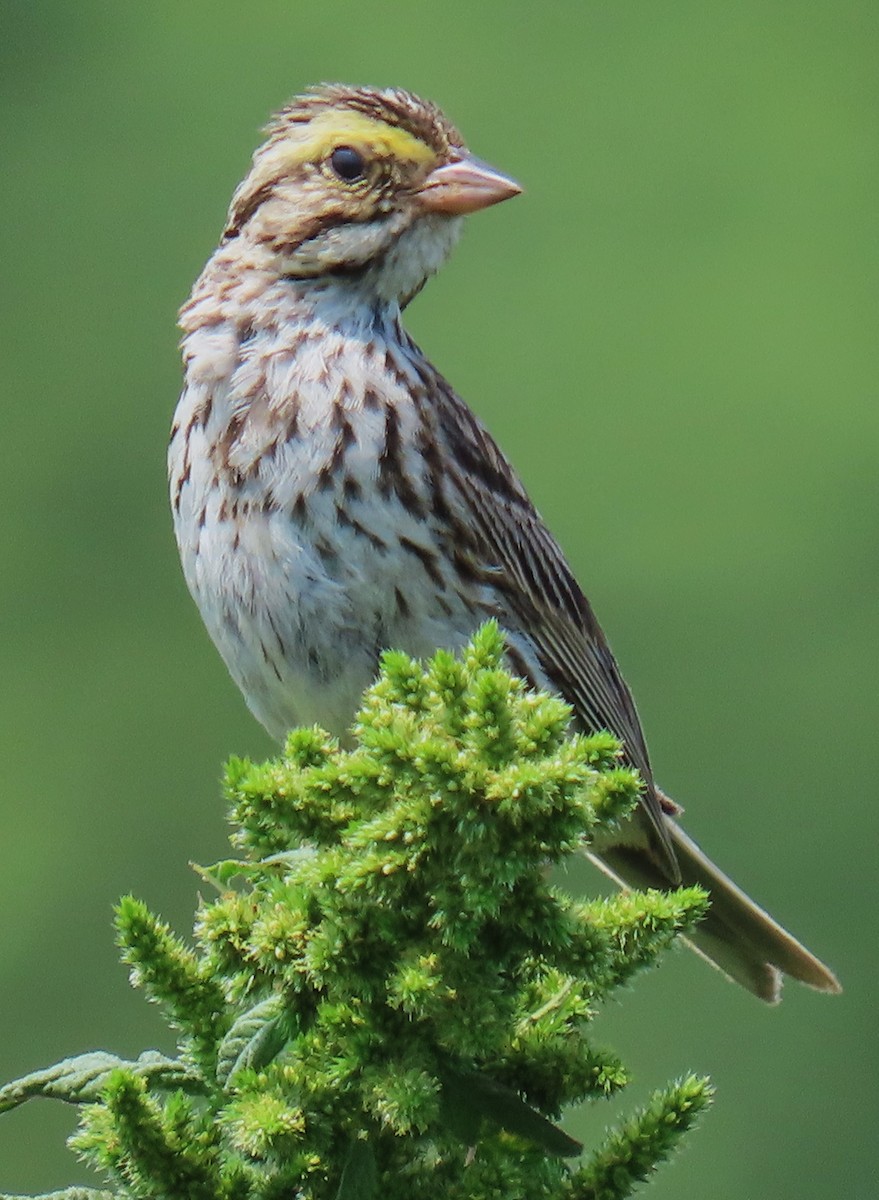 Savannah Sparrow - ML624274597