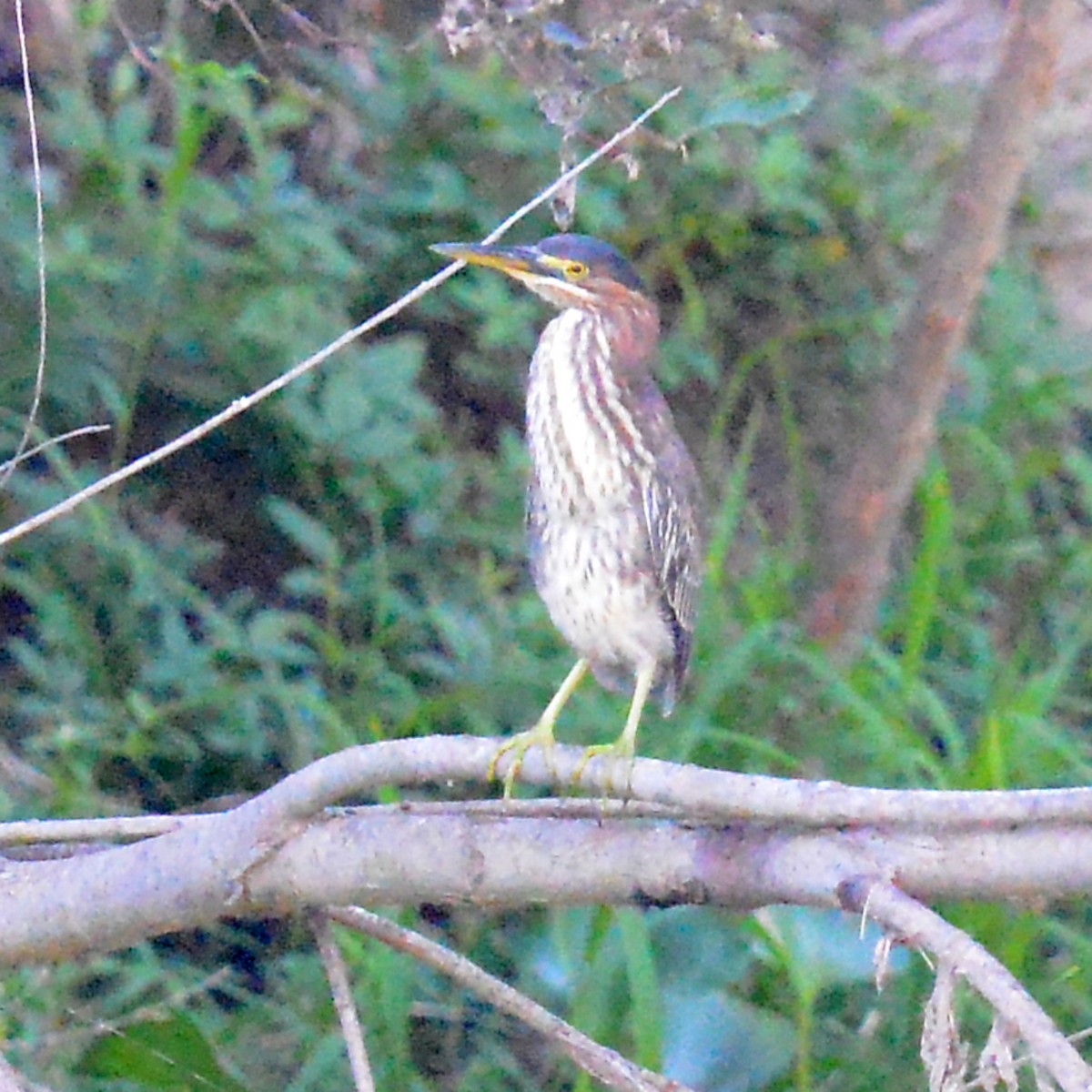 Green Heron - ML624274601