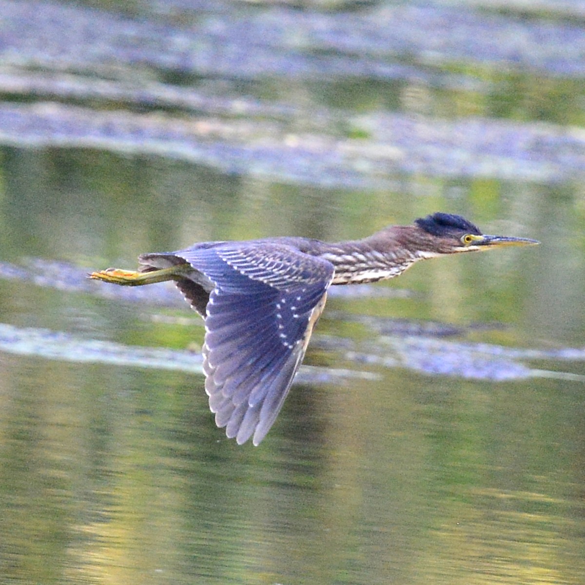 Green Heron - ML624274602