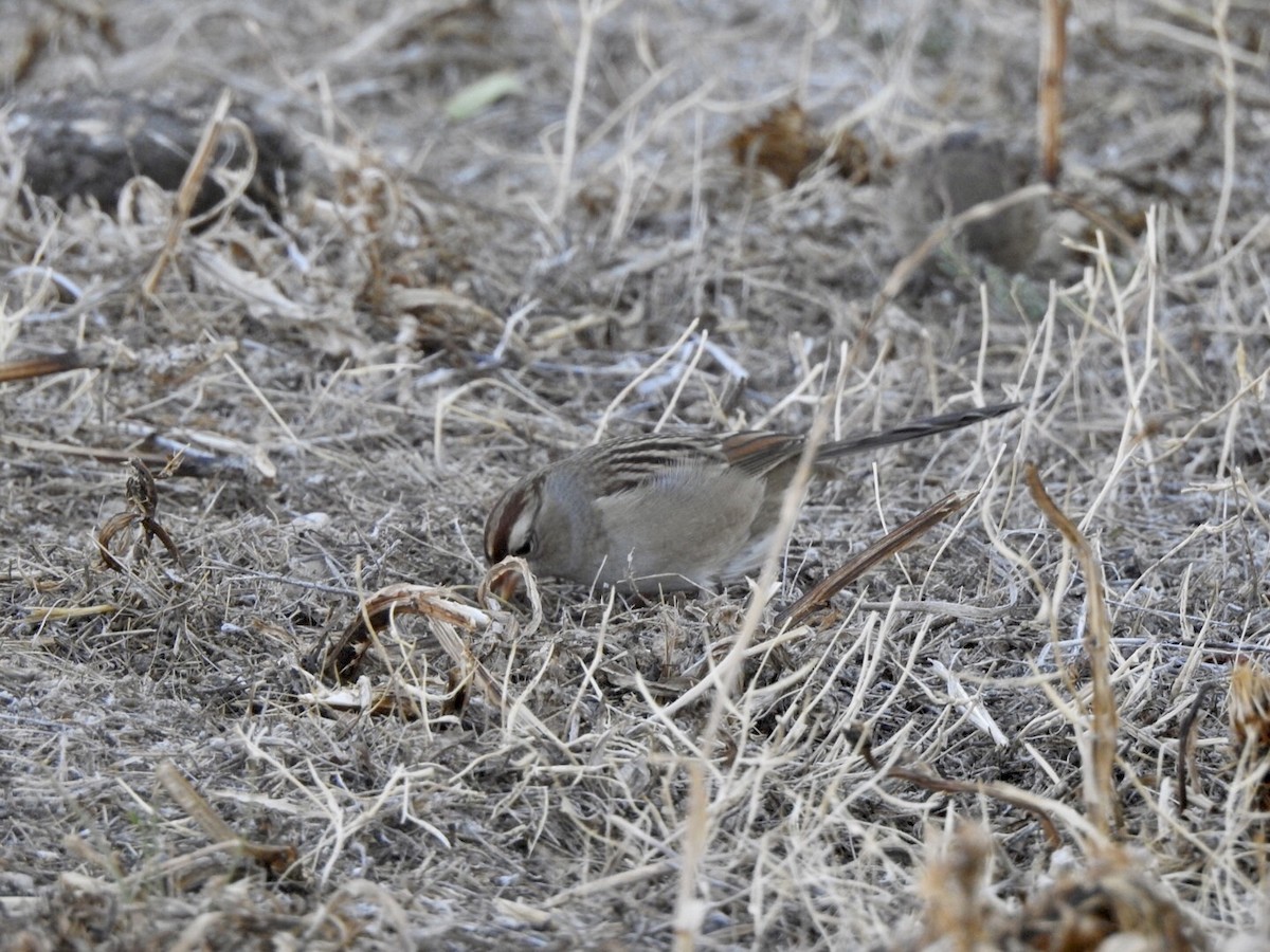 White-crowned Sparrow - ML624274608