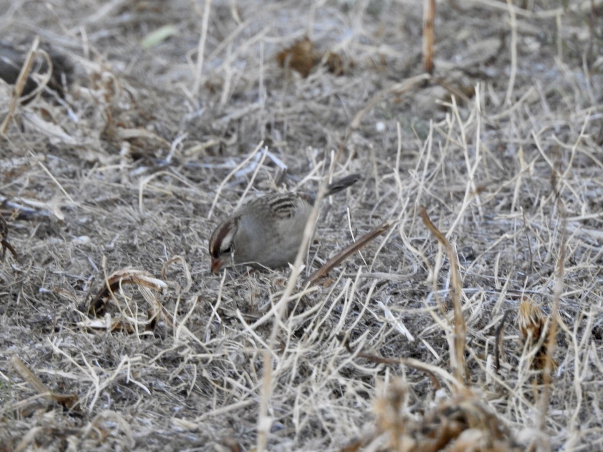 White-crowned Sparrow - ML624274609