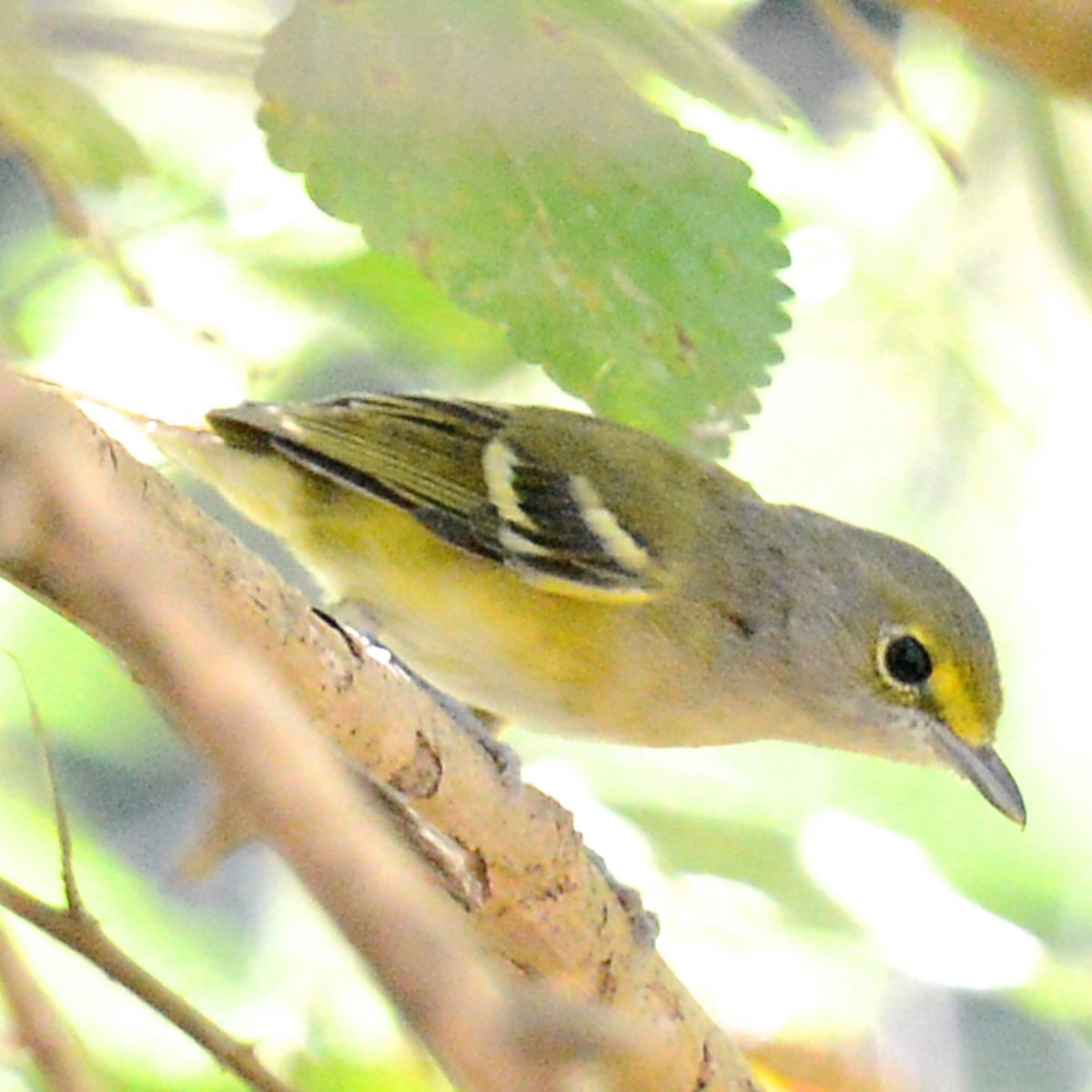 White-eyed Vireo - ML624274618