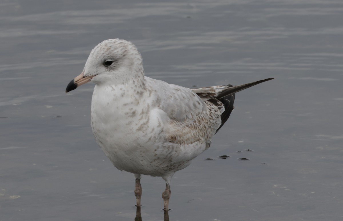 Ring-billed Gull - ML624274624