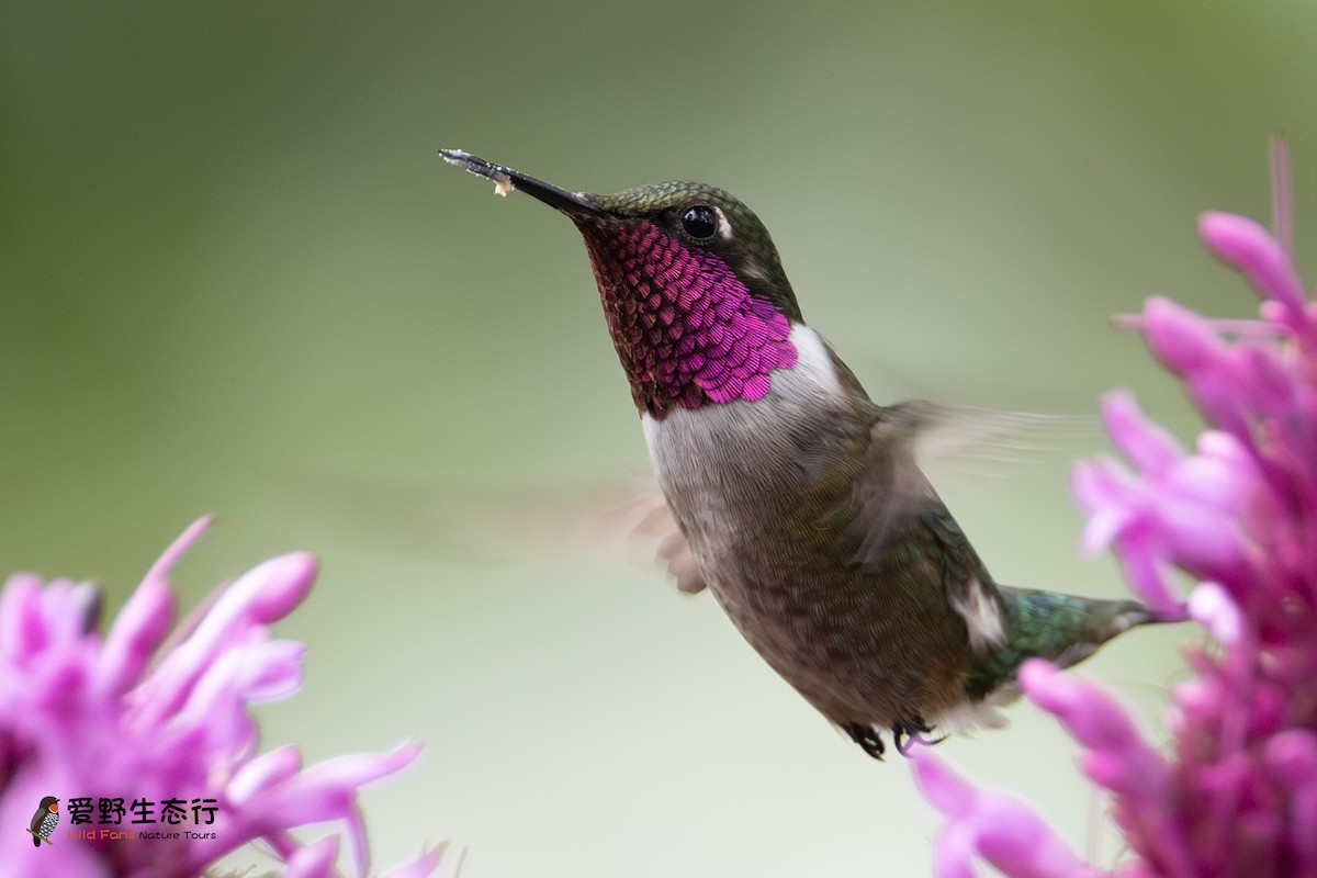 Colibrí Amatista - ML624274748